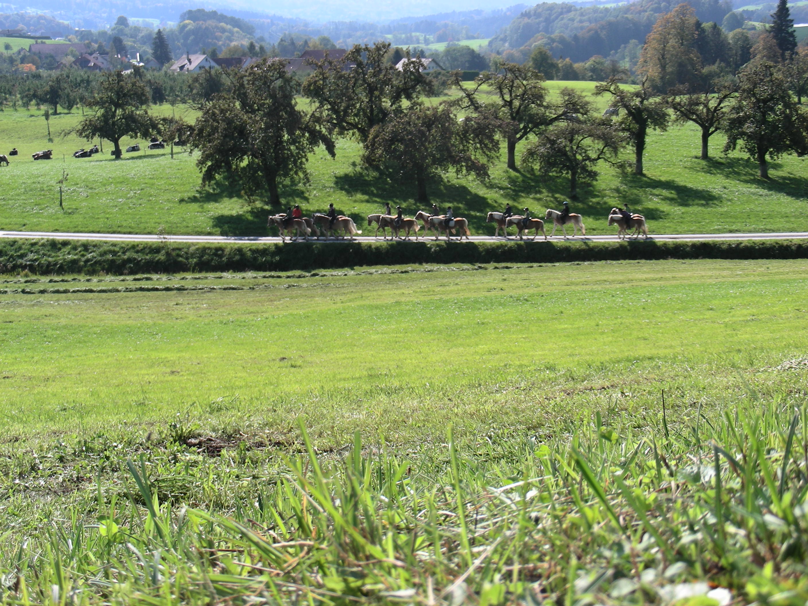 Ausreiten im Reitlager Tannnacker. Zwischen Säntis und Bodensee liegt ein Naturpark von besonderer Schönheit.