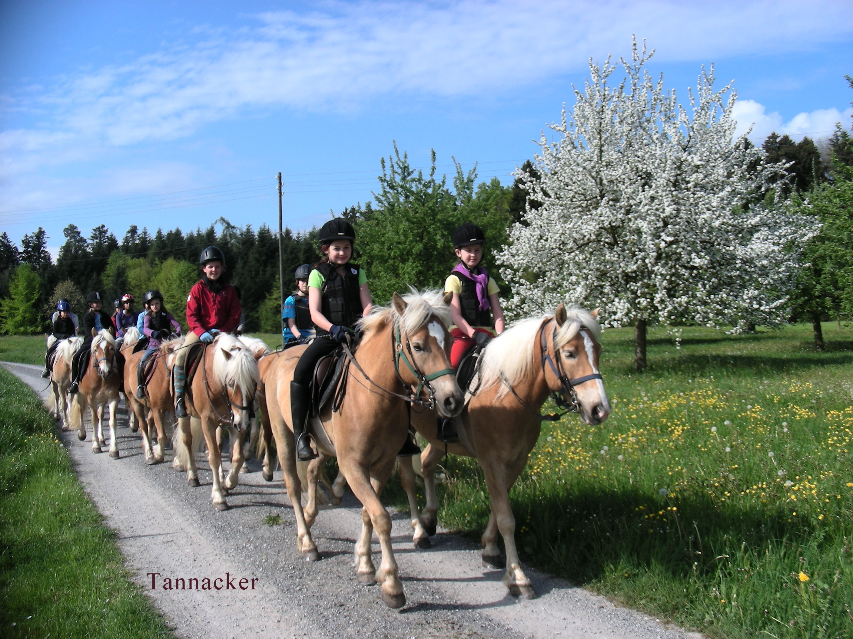 Ausreiten in der schönen Ostschweiz Reitlager tannacker