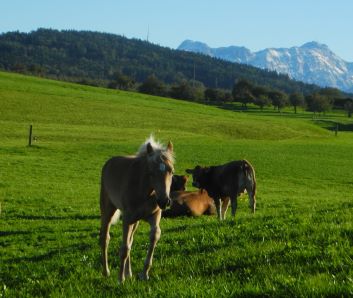 Mahia vom tannacker ist ein scheues Pferd. Nähere Dich ihr vorsichtig! Sie mag Deine Nähe und von Dir gekrault zu werden. Mahia wächst auf und wird ausgebildet auf dem tannacker. Ab Sommer 2023 wirst Du auf Ihr reiten.