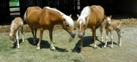 Reitferien Woche 15-2026